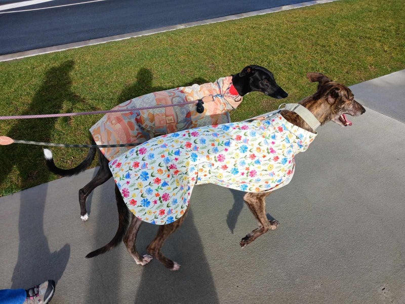Tiger - Affectionate Greyhound Boy Carousel 3