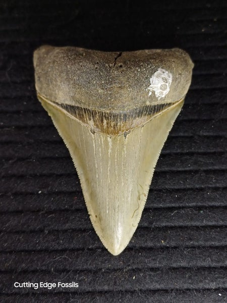 Megalodon Fossil Shark Tooth - 94.9mm / 3.7" Carousel 1