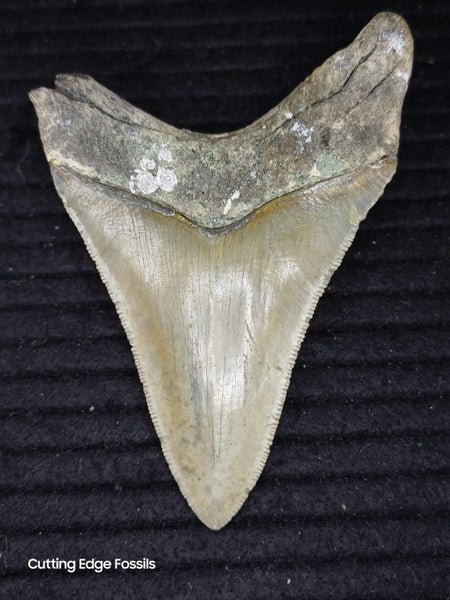 Megalodon Fossil Shark Tooth - 94.9mm / 3.7" Carousel 2