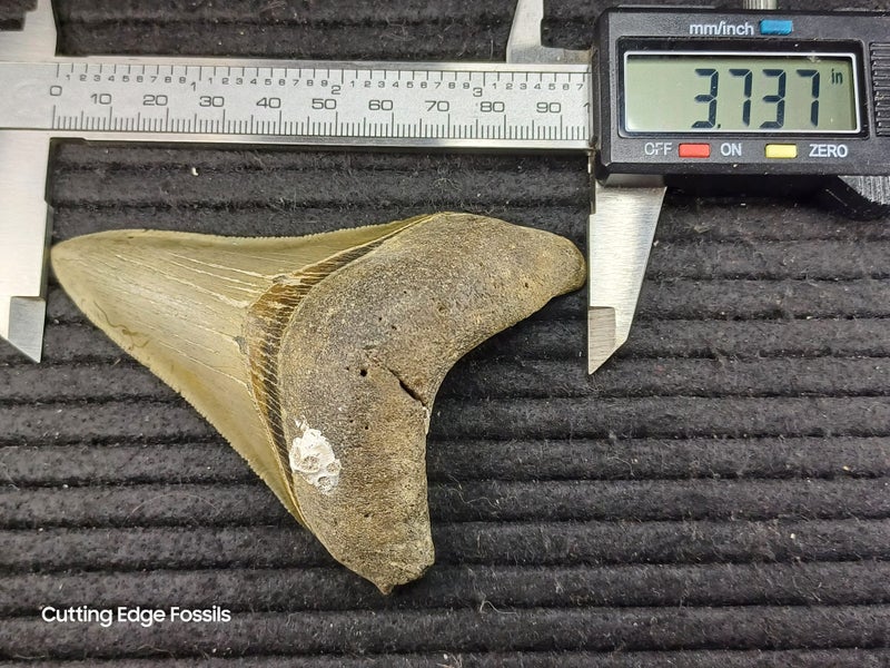 Megalodon Fossil Shark Tooth - 94.9mm / 3.7" Carousel 10