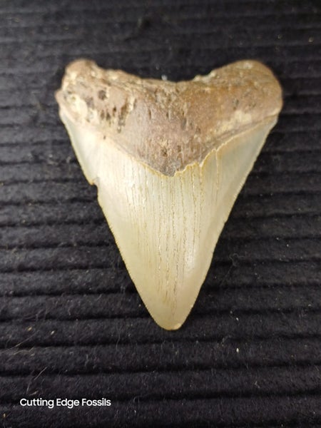 Megalodon Fossil Shark Tooth - 94.9mm / 3.7" Carousel 2