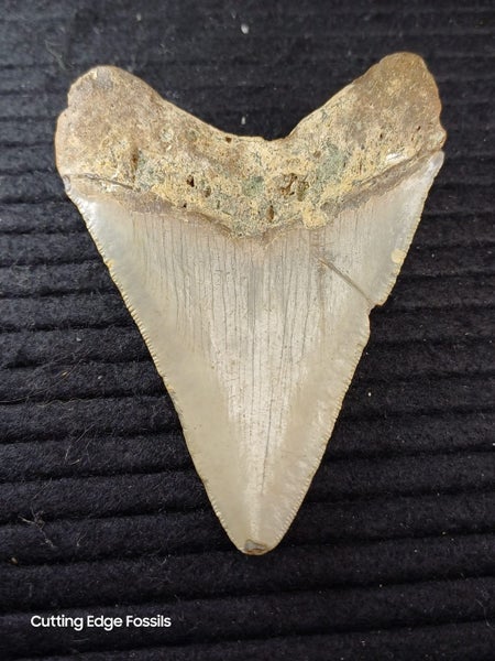 Megalodon Fossil Shark Tooth - 94.9mm / 3.7" Carousel 1