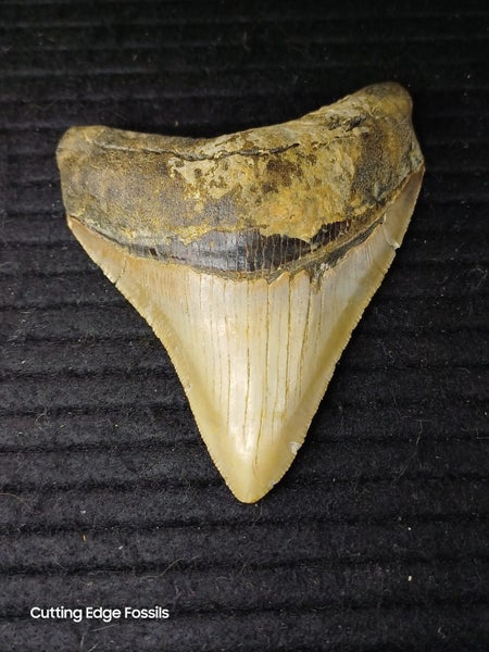 Megalodon Fossil Shark Tooth - 95.5mm / 3.7" Carousel 1