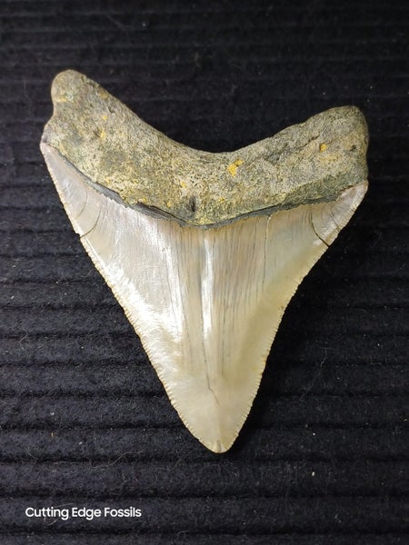 Megalodon Fossil Shark Tooth - 95.5mm / 3.7" Carousel 2