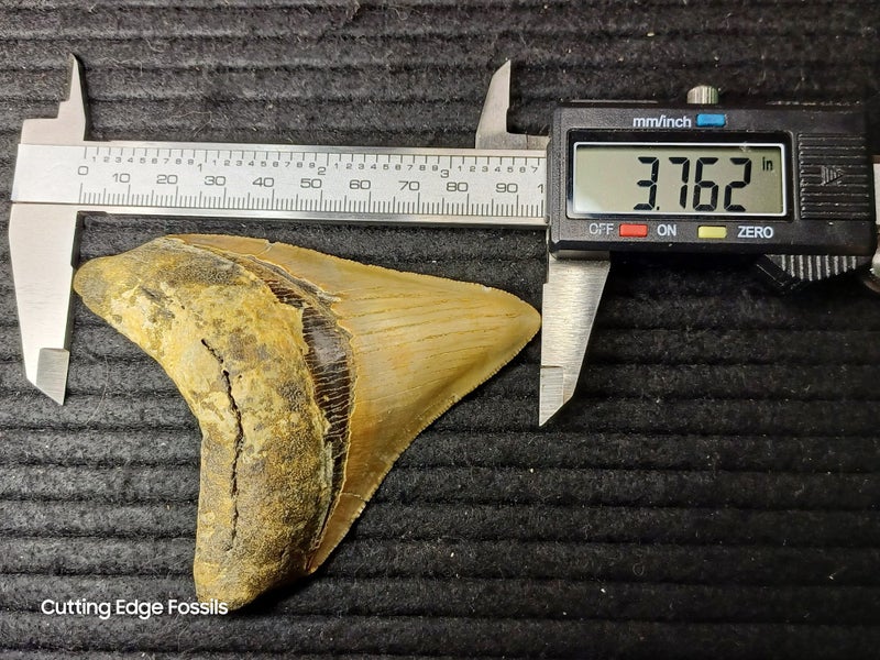 Megalodon Fossil Shark Tooth - 95.5mm / 3.7" Carousel 9