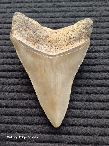 Megalodon Fossil Shark Tooth - 107.8mm / 4.2" Carousel 1