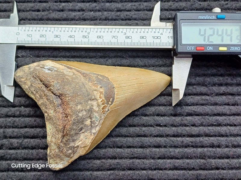 Megalodon Fossil Shark Tooth - 107.8mm / 4.2" Carousel 9