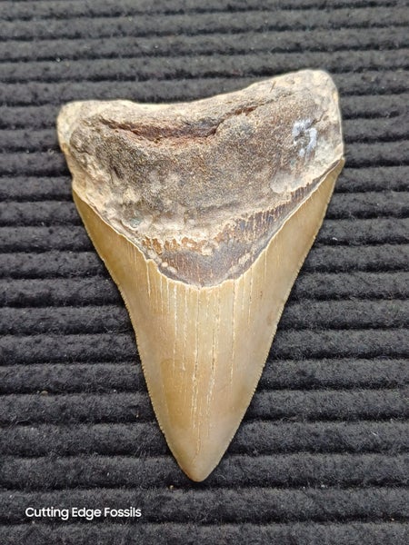 Megalodon Fossil Shark Tooth - 107.8mm / 4.2" Carousel 2