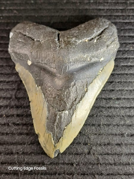 Megalodon Fossil Shark Tooth - 121.4mm / 4.7" Carousel 2