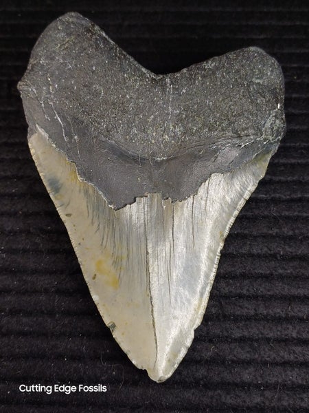 Megalodon Fossil Shark Tooth - 121.4mm / 4.7" Carousel 1