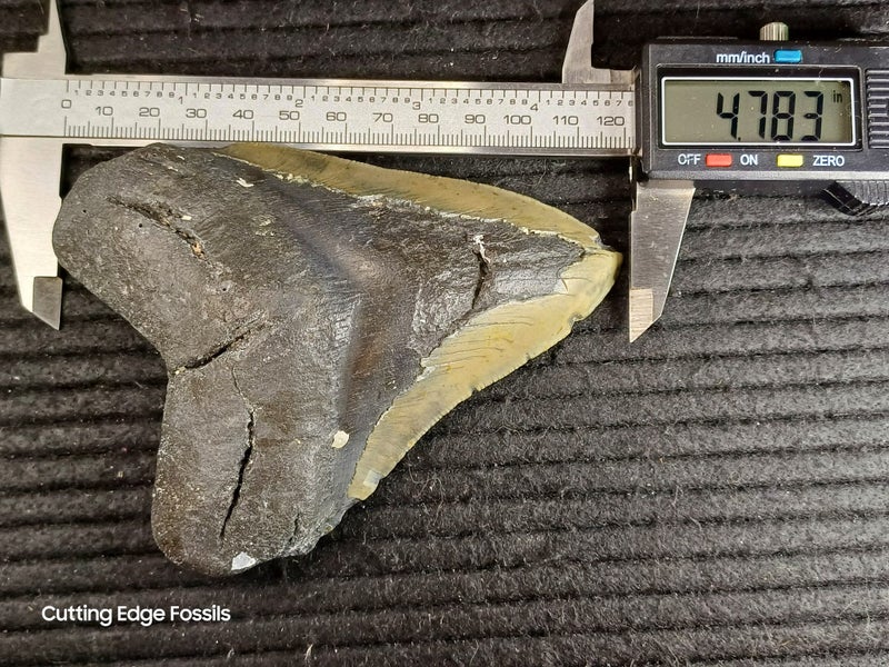 Megalodon Fossil Shark Tooth - 121.4mm / 4.7" Carousel 8