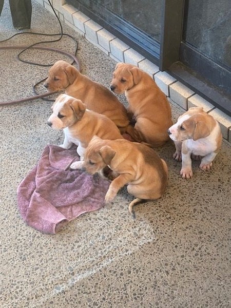 Pig Dog Pups Carousel 1
