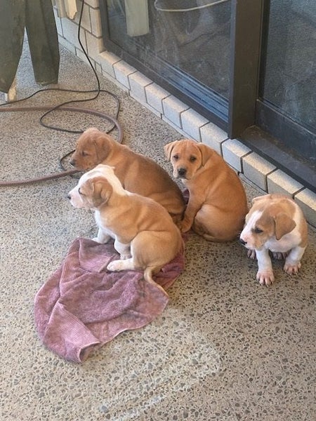 Pig Dog Pups Carousel 2