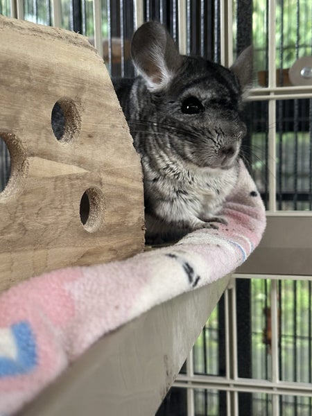 Two chinchillas looking for new home Carousel 1