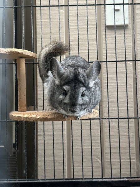 Two chinchillas looking for new home Carousel 2