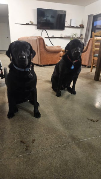 two amazing lads / labs Carousel 1