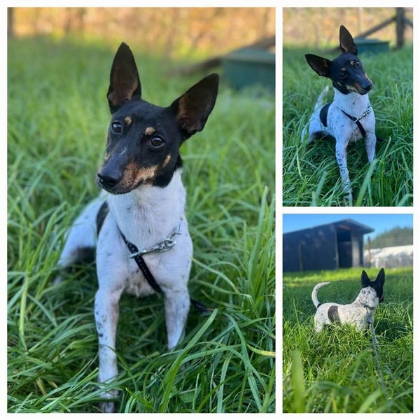 Lottie *Whangarei Animal Management* Carousel 1
