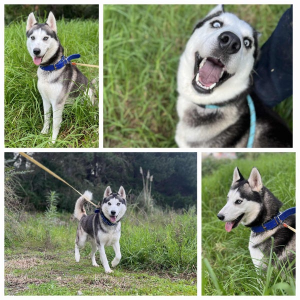 Luka *Whangarei Animal Management* Carousel 1
