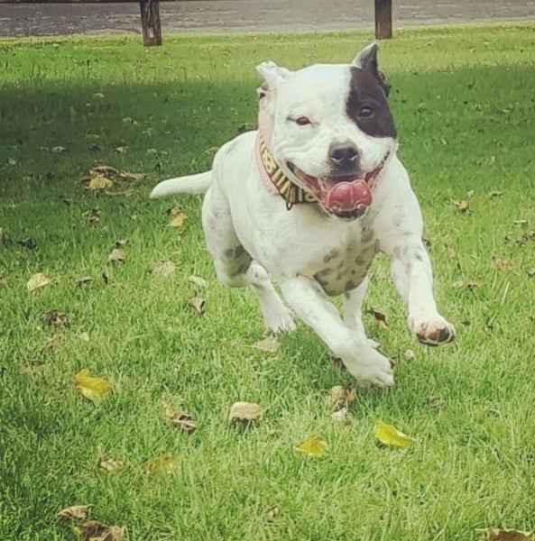 English staffy, 7 years Carousel 1