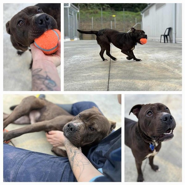 Sookie *Whangarei Animal Management* Carousel 1