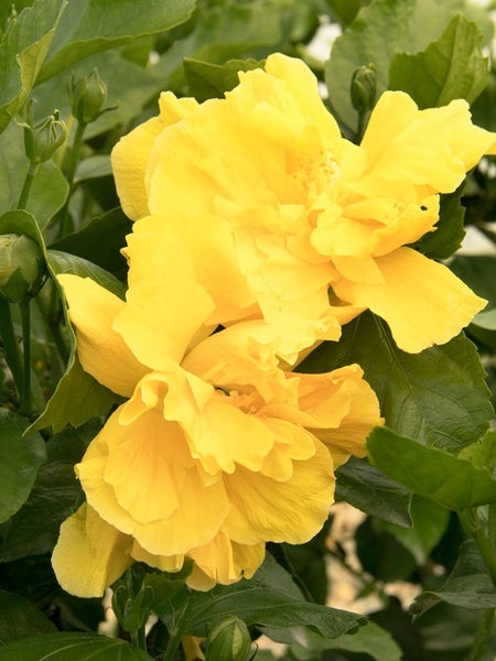 Hibiscus Macdelveons Yellow Carousel 1