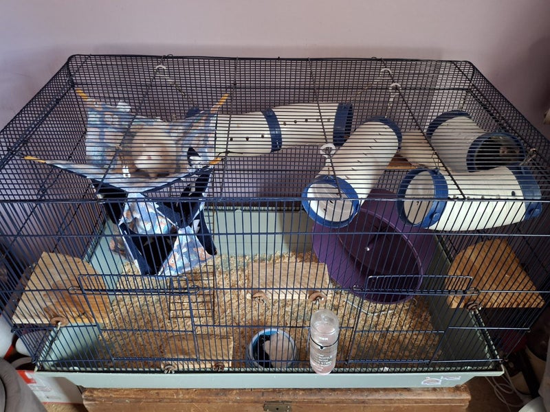 Rats and cage free without cage Carousel 5