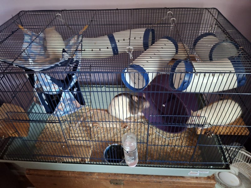 Rats and cage free without cage Carousel 2