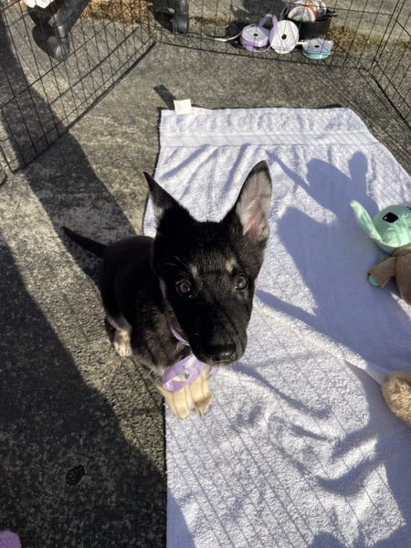 Puppies For Sale!! Carousel 1