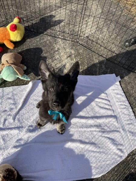 Puppies For Sale!! Carousel 2