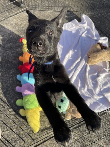 Puppies For Sale!! Carousel 1