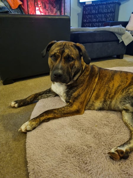 Mastiff x Carousel 1