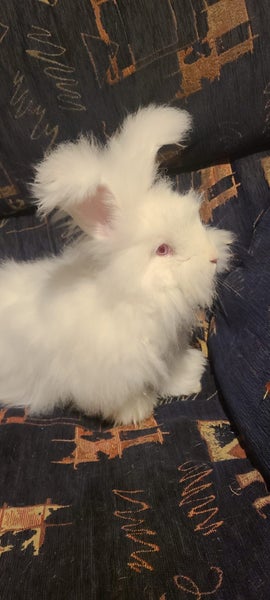 Male rabbit looking for a home that will love and look after him. Carousel 1