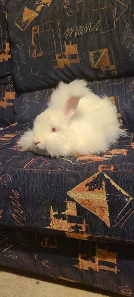 Male rabbit looking for a home that will love and look after him. Carousel 2