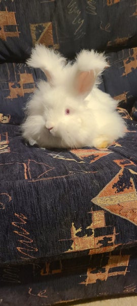 Male rabbit looking for a home that will love and look after him. Carousel 4