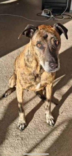 Chippy - Rehome by 21 June, Good with Other Dogs and Children Carousel 1