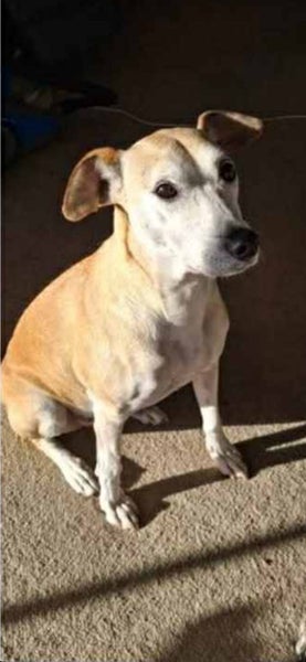Skylar - Rehome by 21 June, Good with Other Dogs and Children Carousel 1