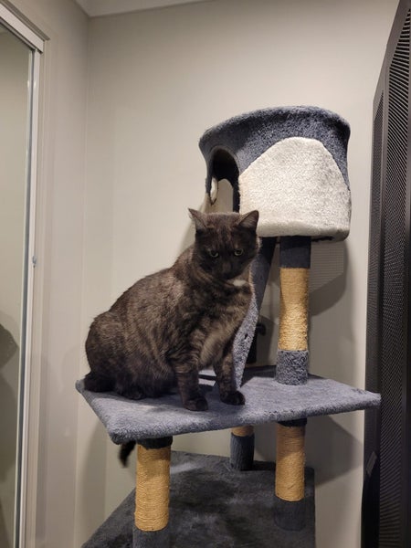 Tall, dark & extremely handsome - rehoming on behalf... Carousel 2