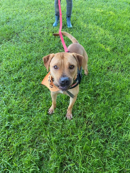 Male Staffy Lab Mix Carousel 1