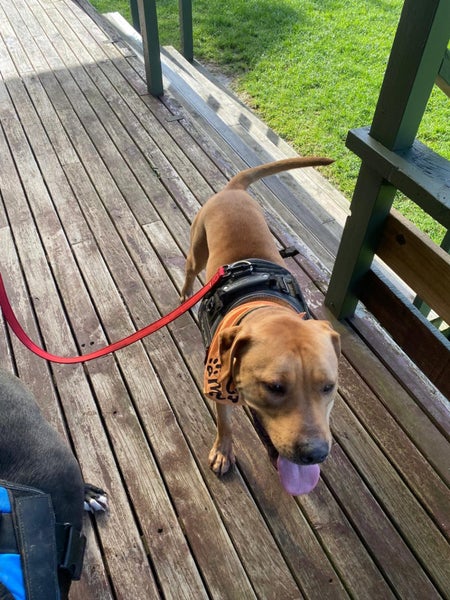 Male Staffy Lab Mix Carousel 2