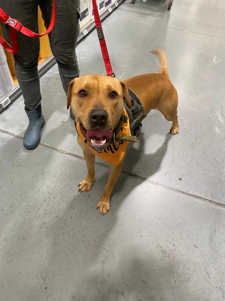 Male Staffy Lab Mix Carousel 8
