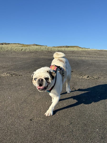 Pugsley the koi pug Carousel 1