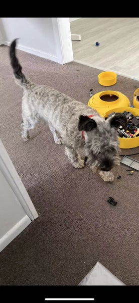 Summer 6 years old POODLE X WESTIE Carousel 2
