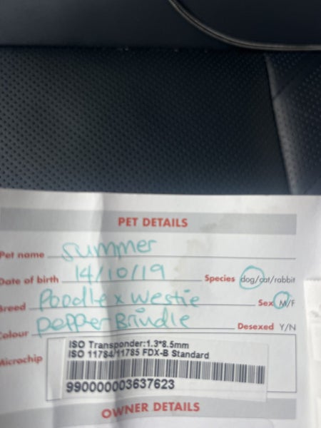 Summer 6 years old POODLE X WESTIE Carousel 4