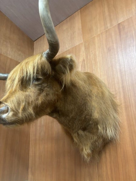 Highland cow shoulder mount Carousel 1