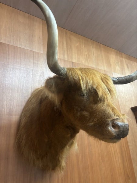 Highland cow shoulder mount Carousel 2