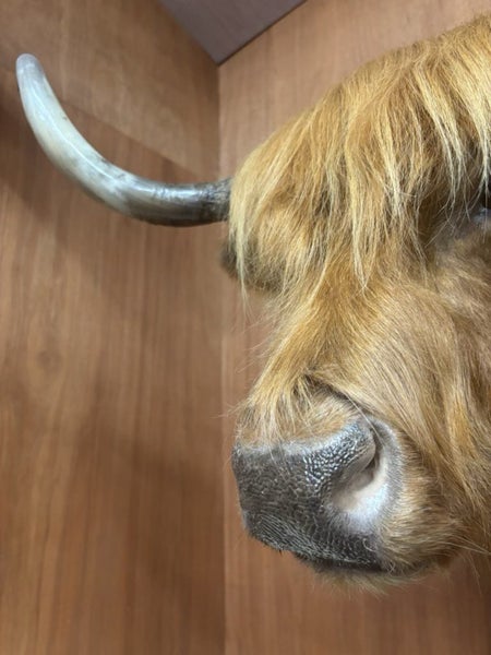 Highland cow shoulder mount Carousel 3