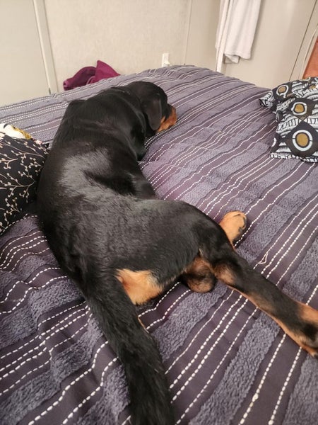 Rottweiler purebred pup male Carousel 1