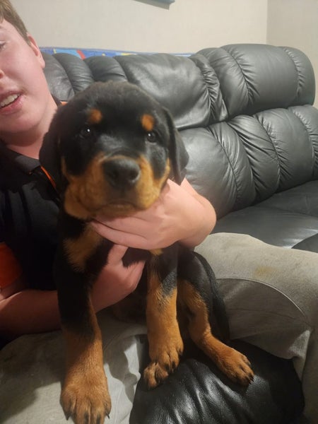 Rottweiler purebred pup male Carousel 2