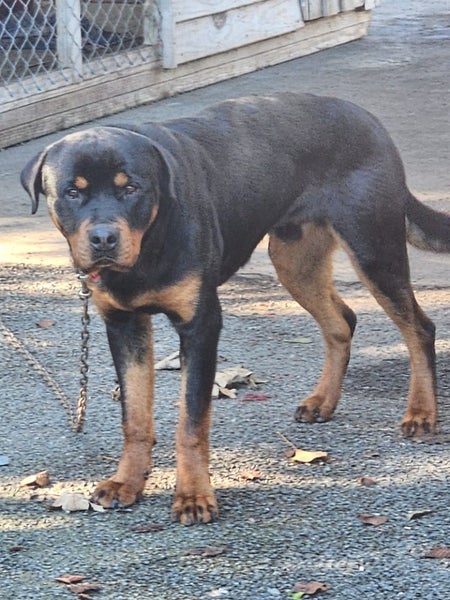 Rottweiler purebred pup male Carousel 4