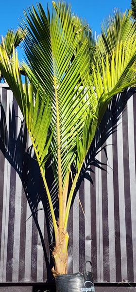 2.5m tall Chatham Island Nikau palms628668510351381111
